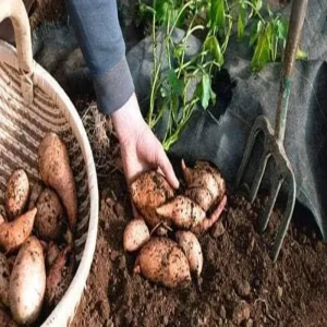 How to grow sweet potato in Japanese way